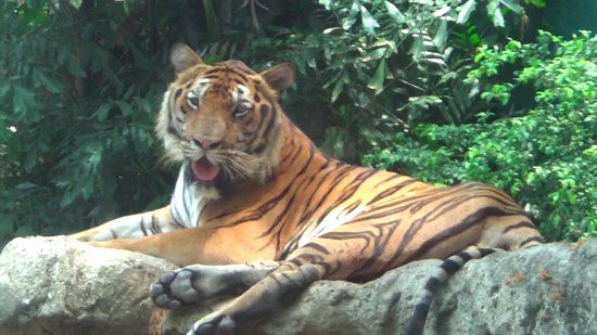 ドゥシット動物園